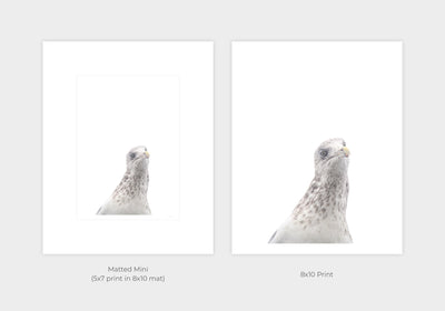 Seagull - Curious bird wall art by Cattie Coyle Photography - print options