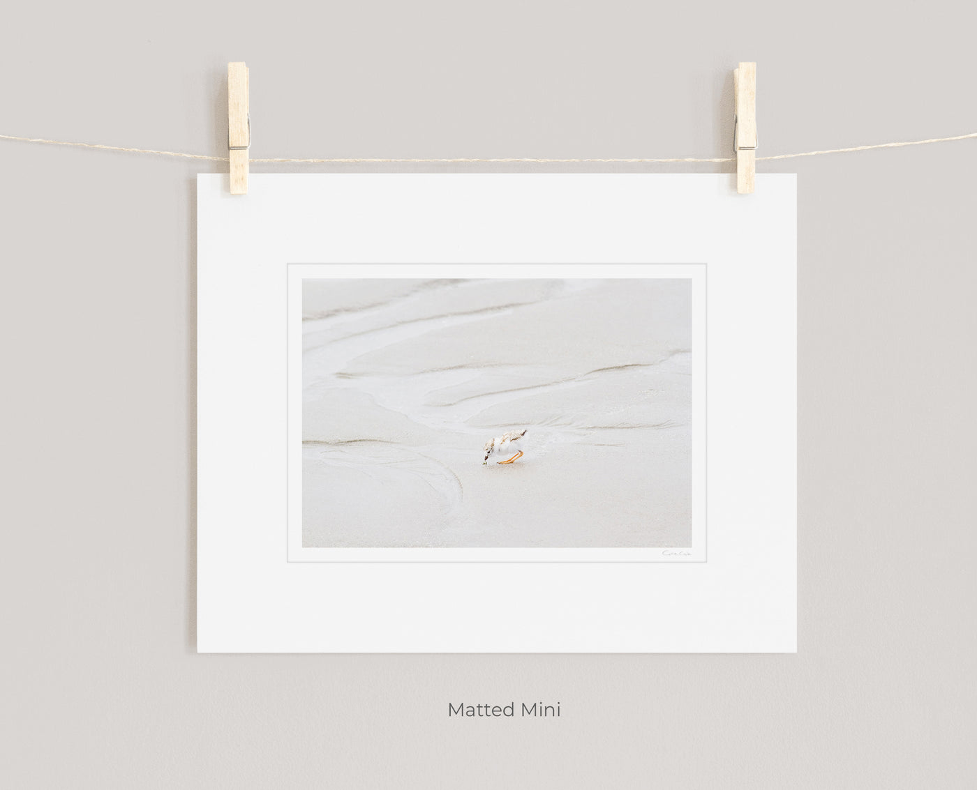 Shore bird art print by Cattie Coyle Photography in white mat