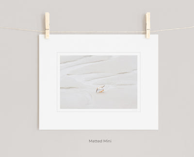Shore bird art print by Cattie Coyle Photography in white mat