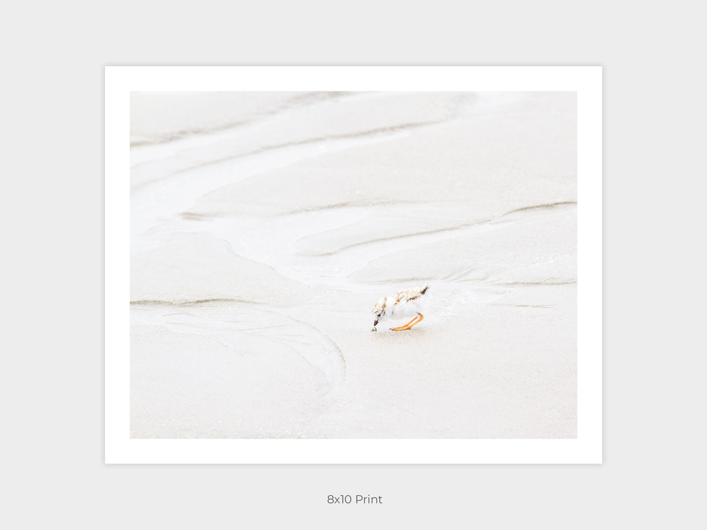 Shore bird art print by Cattie Coyle Photography