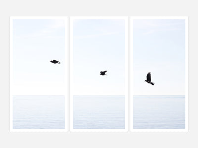Three Birds - Triptych prints by Cattie Coyle Photography