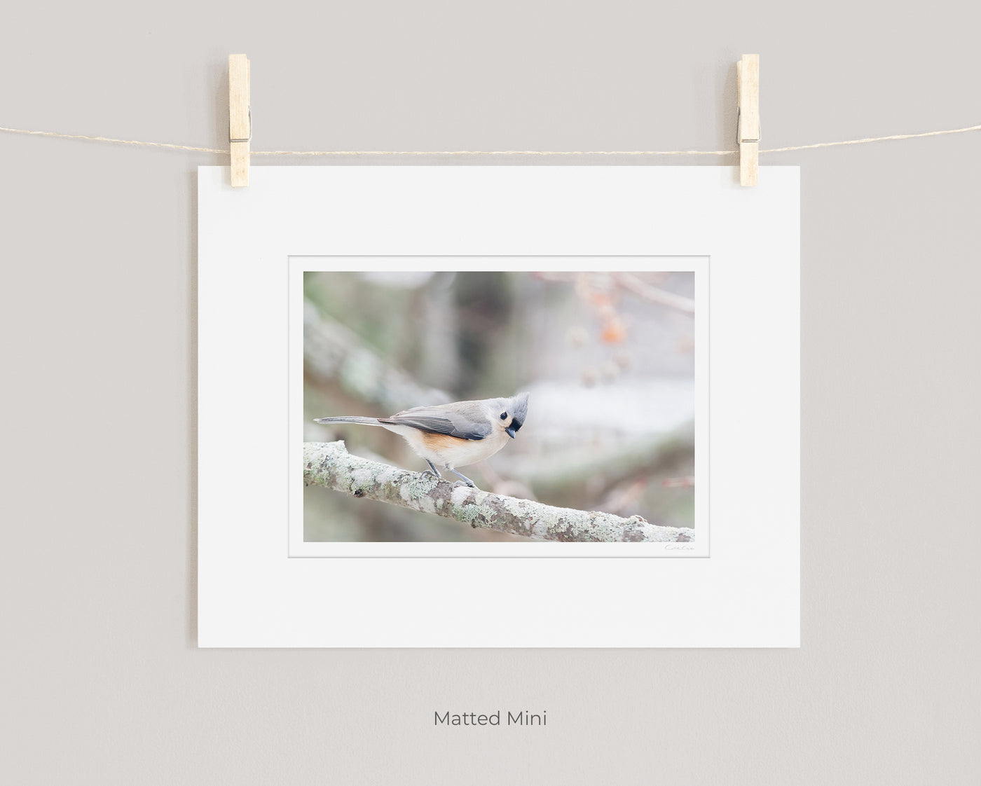 Tufted Titmouse - Matted small bird art print by Cattie Coyle Photography