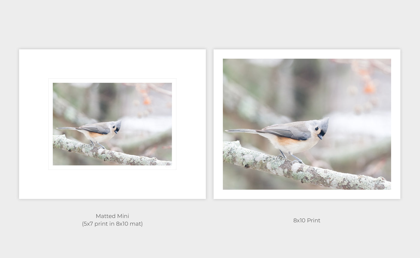 Tufted Titmouse by Cattie Coyle Photography - Matted Mini and small print option