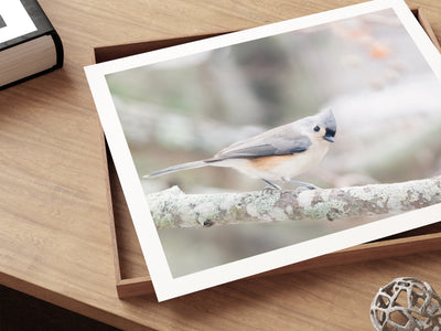 Tufted Titmouse - Small bird art print by Cattie Coyle Photography