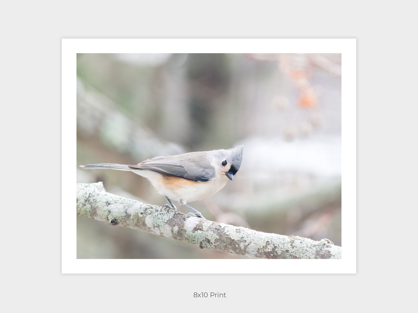 Tufted Titmouse - Small bird art print by Cattie Coyle Photography