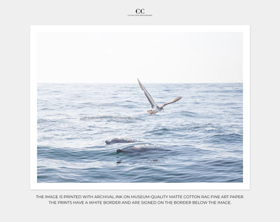 Wildlife art print by Cattie Coyle Photography