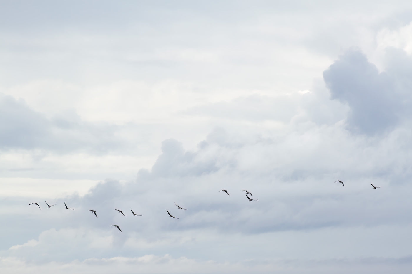 Flock of birds wall art by Cattie Coyle Photography