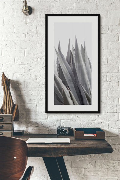 Agave Americana - Art print by Cattie Coyle Photography