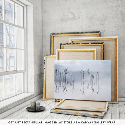 Reflections - Canvas gallery wrap by Cattie Coyle Photography