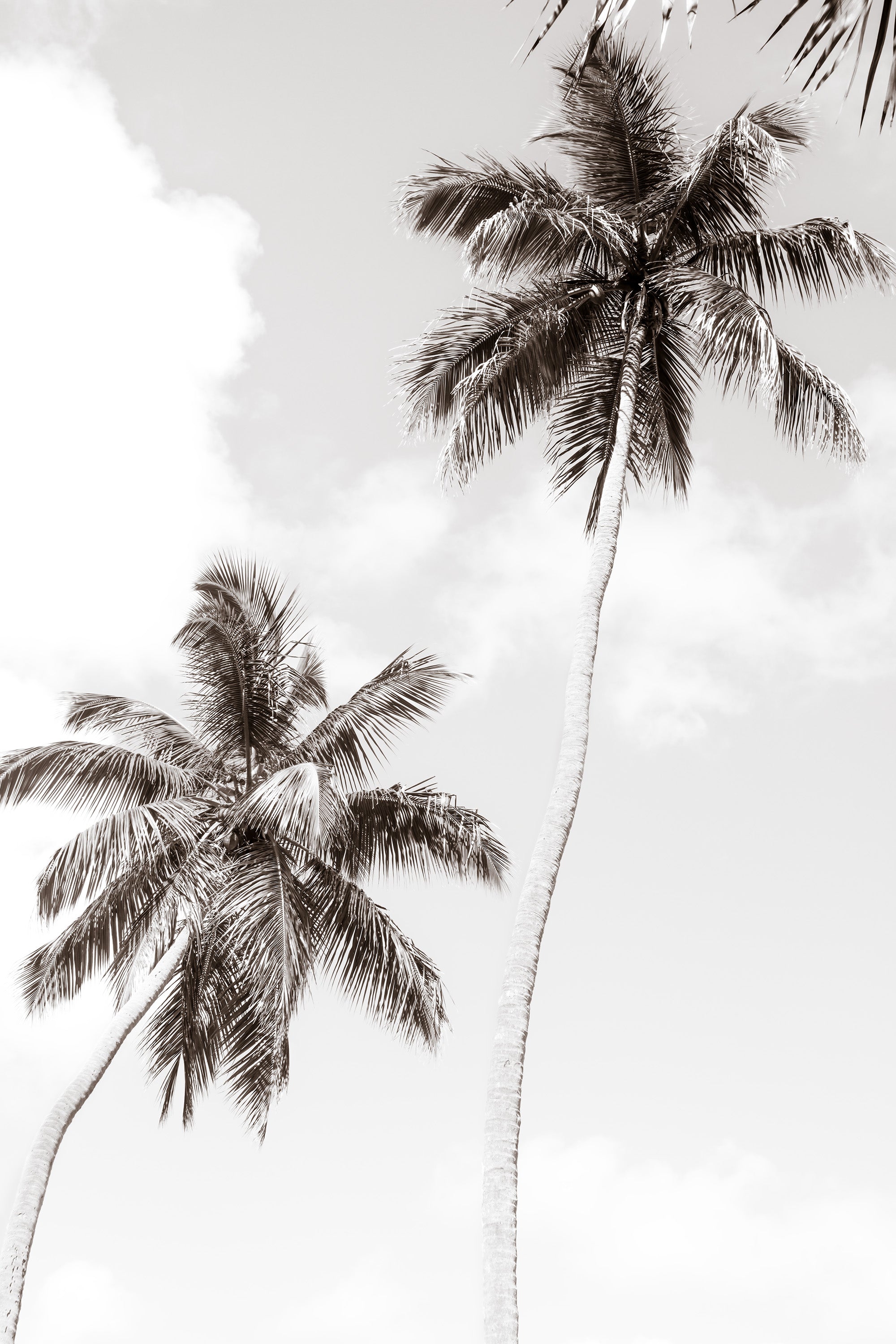 Black and White Palm Tree Art Print by Cattie Coyle Photography