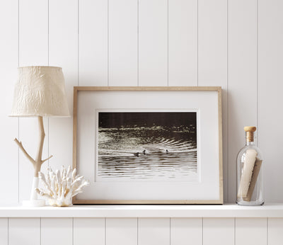 Bufflehead Ducks art print by Cattie Coyle Photography on shelf