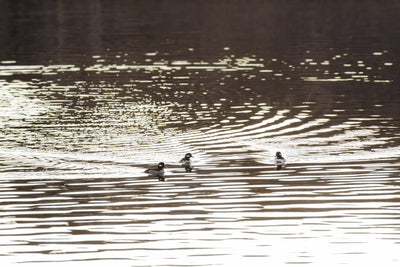 Buffleheads - Duck art print by Cattie Coyle Photography