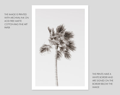 Palm Tree – Black and white fine art prints by Cattie Coyle Photography