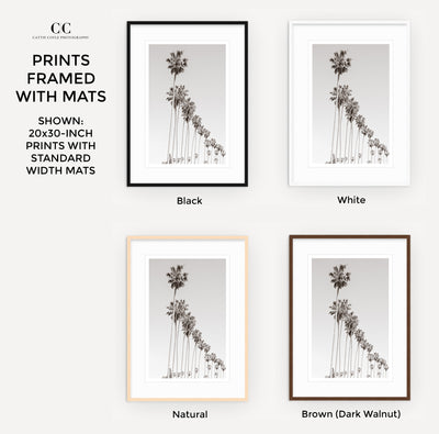 Palm Trees – Framed black and white fine art prints by Cattie Coyle Photography