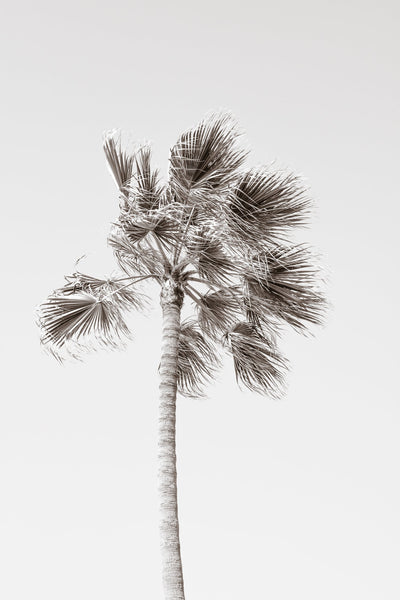 California Palm Tree – Fine art print by Cattie Coyle Photography
