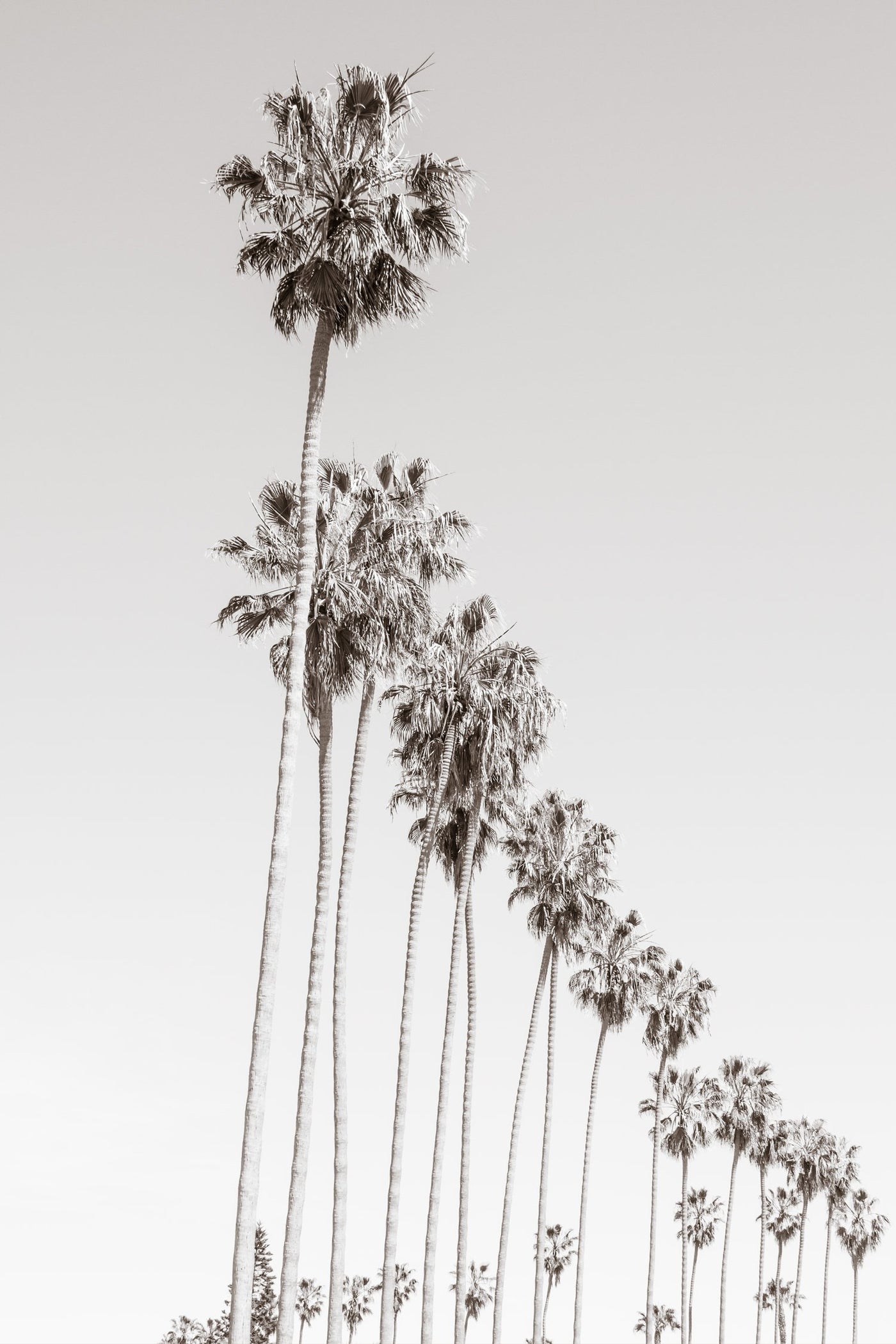 California Palm Trees – Black and white fine art print by Cattie Coyle Photography