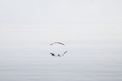 Early Morning Flight - Flying seagull wall decor by Cattie Coyle Photography