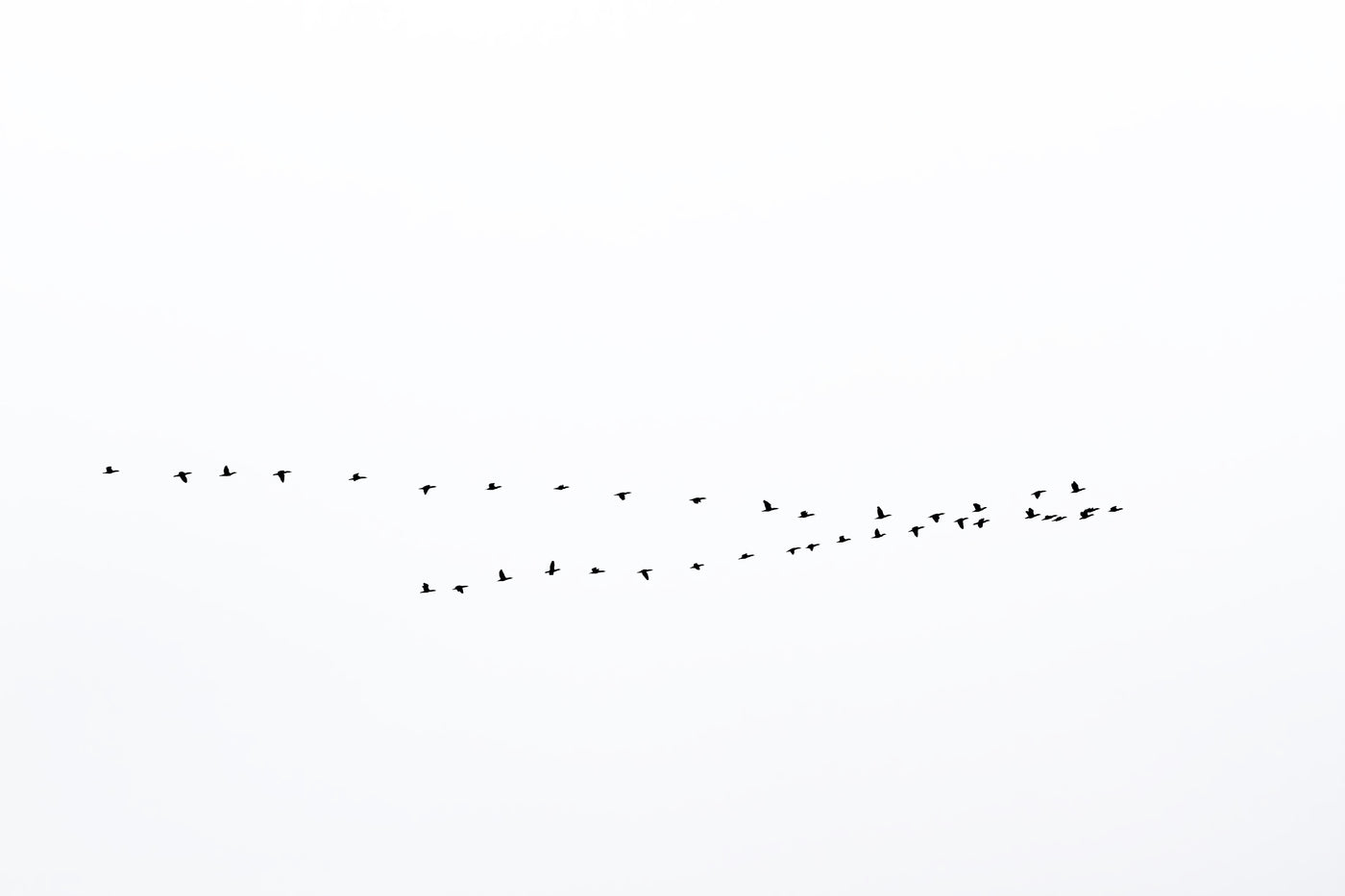 Fall Migration No 2 – Flying birds wall art by Cattie Coyle Photography