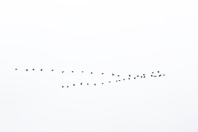 Fall Migration No 2 – Flying birds wall art by Cattie Coyle Photography