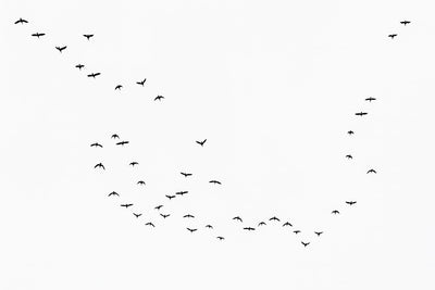 Fall Migration No 1 - Birds in flight wall art by Cattie Coyle Photography