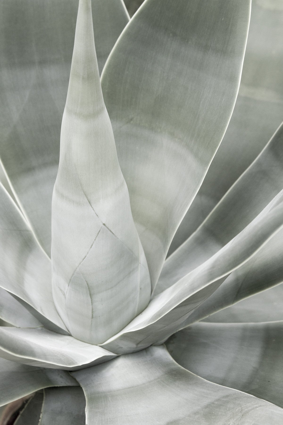 Fox Tail Agave - Sage green fine art print by Cattie Coyle Photography