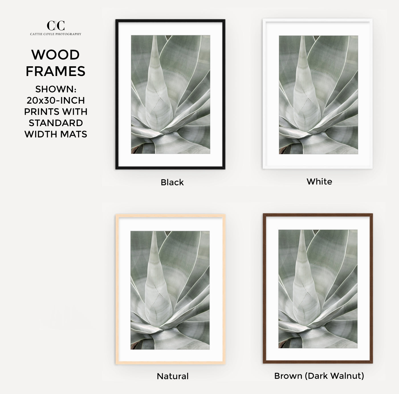 Fox Tail Agave - Framed succulent art prints by Cattie Coyle Photography