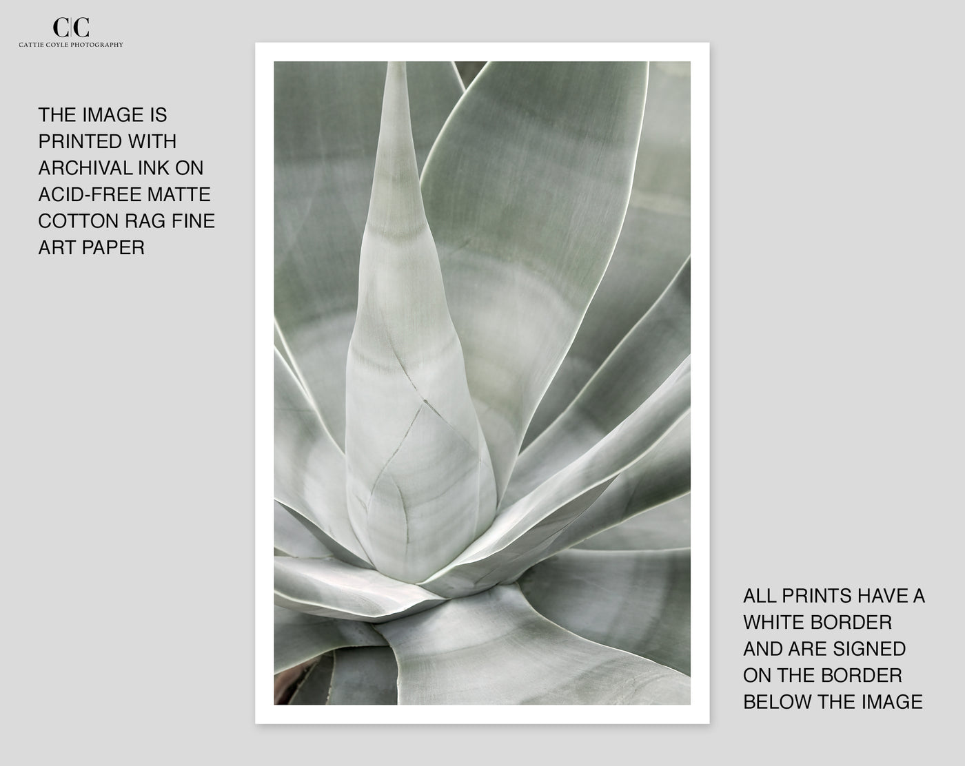 Fox Tail Agave - Succulent art prints by Cattie Coyle Photography
