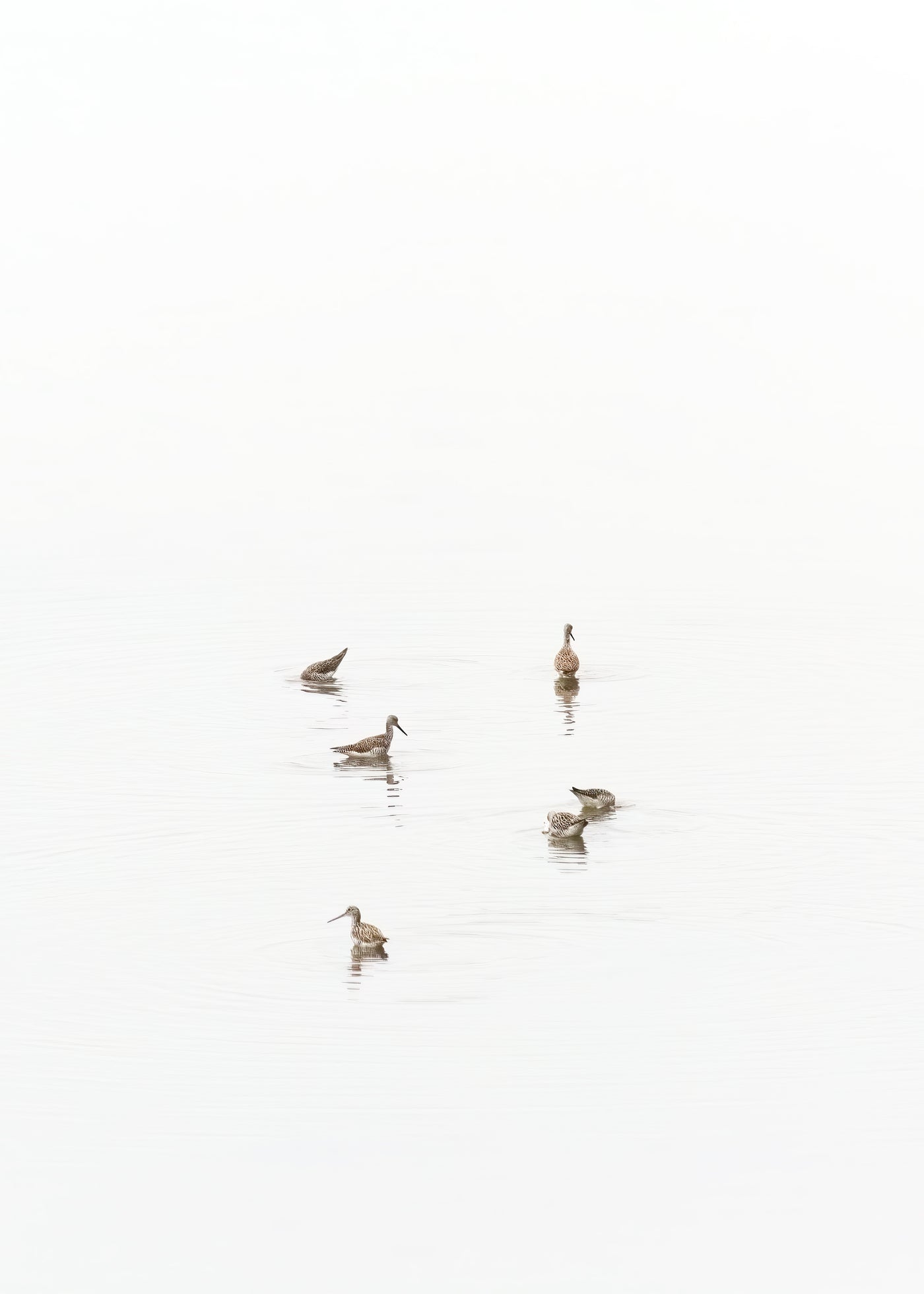 Greater Yellowlegs - Shore birds art print by Cattie Coyle Photography