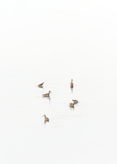 Greater Yellowlegs - Shore birds art print by Cattie Coyle Photography