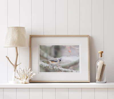 Tufted Titmouse - Bird art print by Cattie Coyle Photography on shelf