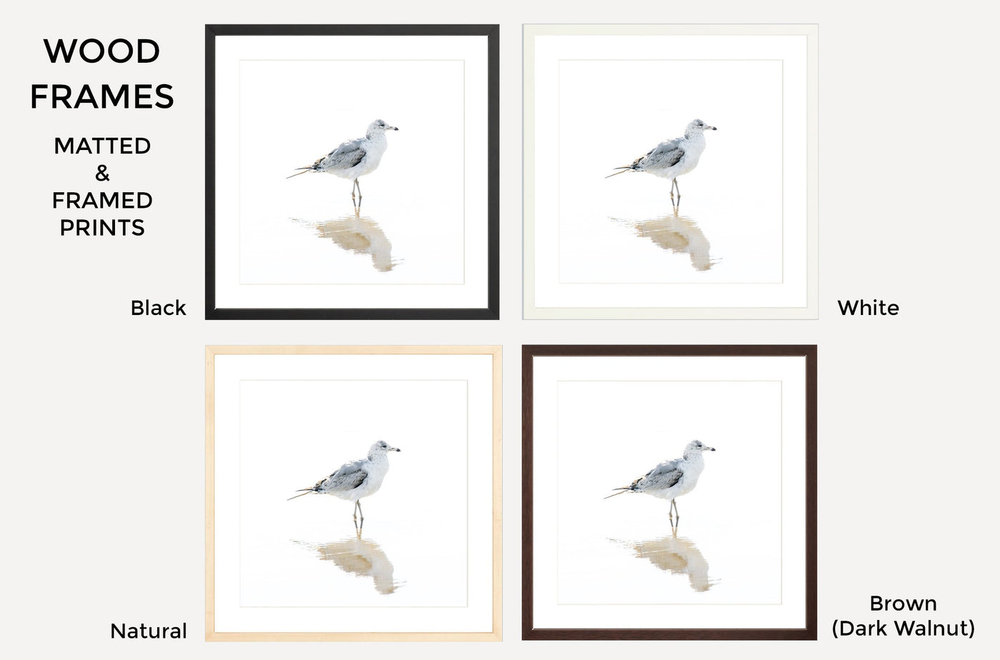 Matted and framed sea gull art prints by Cattie Coyle Photography