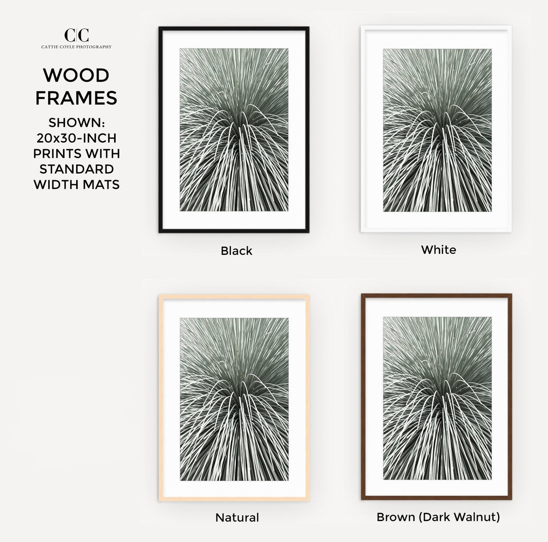 black and white succulent prints Mexican Grass Tree