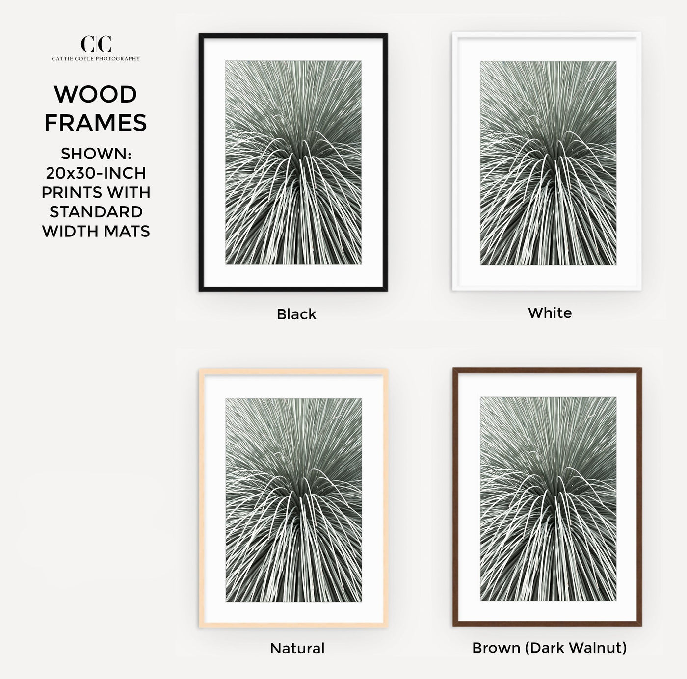 Succulent print by Cattie Coyle Photography framed with mat