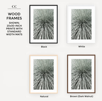 Succulent print by Cattie Coyle Photography framed with mat