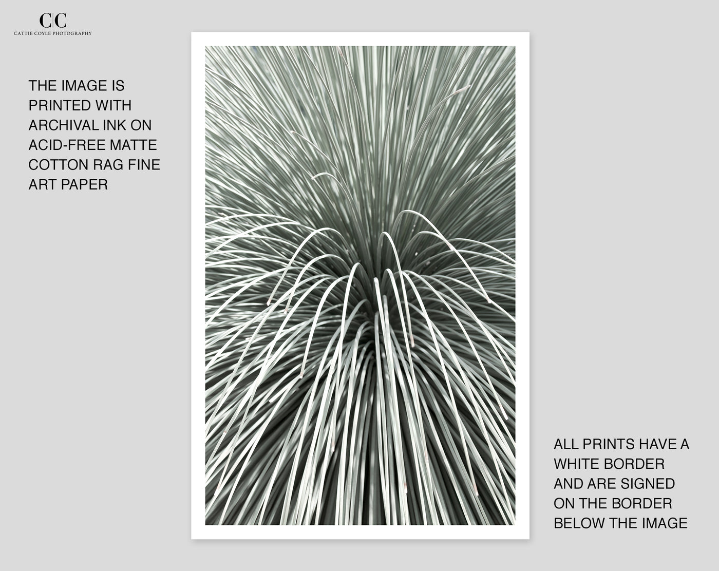 Succulent print by Cattie Coyle Photography