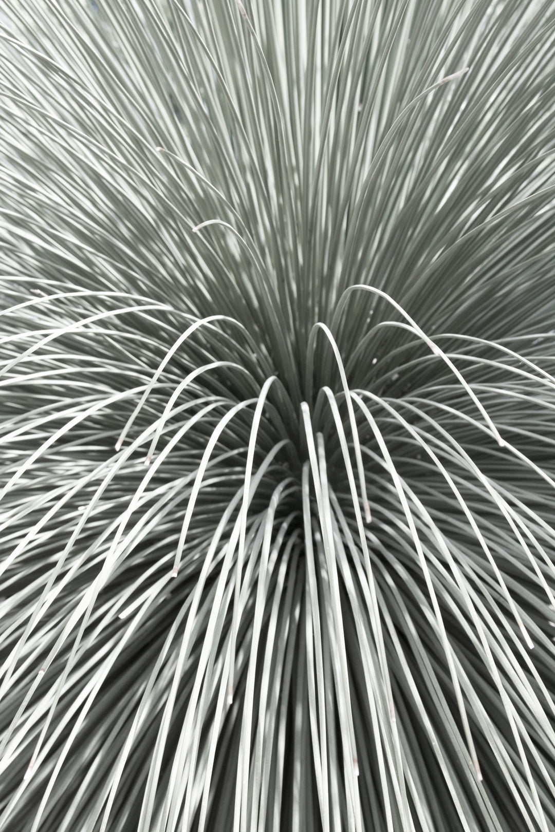 black and white succulent prints Mexican Grass Tree