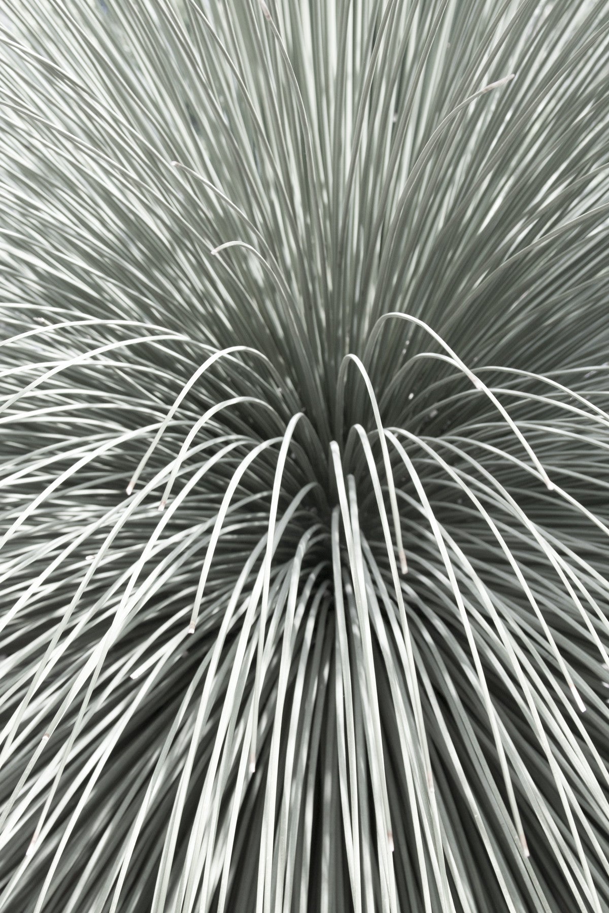 Succulent print by Cattie Coyle Photography: Mexican Grass Tree