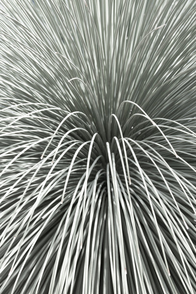 Succulent print by Cattie Coyle Photography: Mexican Grass Tree