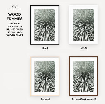 Mexican Grass Tree - Framed succulent art prints by Cattie Coyle Photography