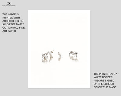 Sandpiper art prints by Cattie Coyle Photography