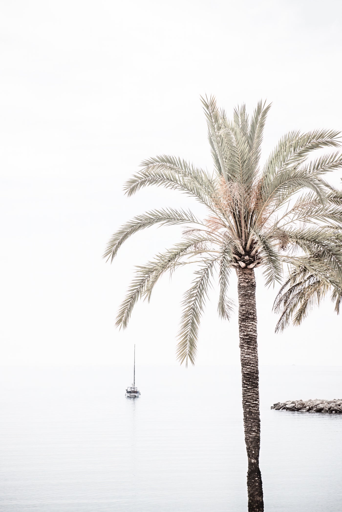 Palm Tree wall art by Cattie Coyle Photography