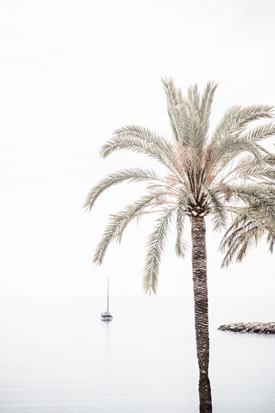 Palm Tree wall art by Cattie Coyle Photography
