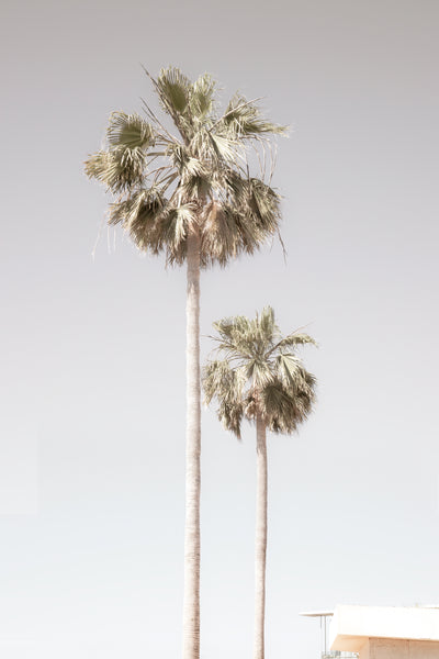 Palm trees wall art by Cattie Coyle Photography