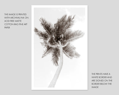 Palm Tree – Black and white fine art print by Cattie Coyle Photography