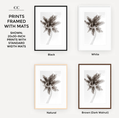Palm Tree – Framed black and white fine art prints by Cattie Coyle Photography