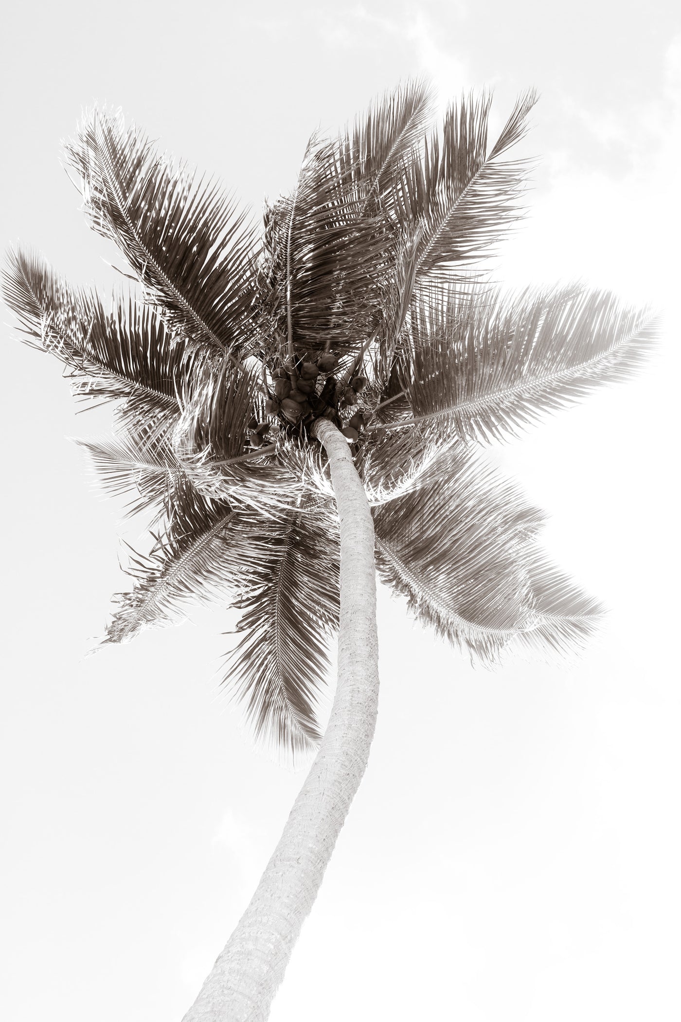 Palm tree art print by Cattie Coyle Photography