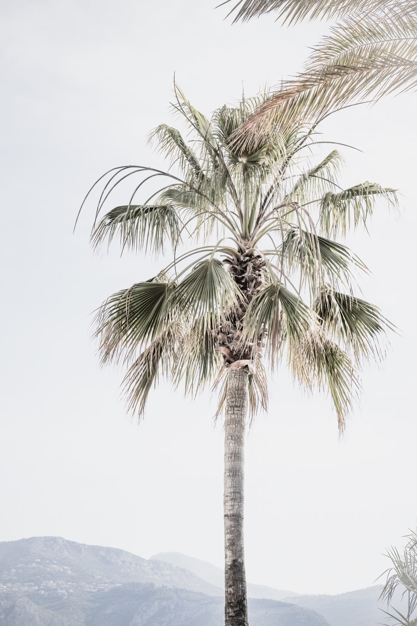 Palm tree print by Cattie Coyle Photography