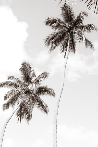  Black and white palm tree art print by Cattie Coyle Photography