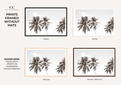 Palm Trees – Framed black and white fine art prints by Cattie Coyle Photography