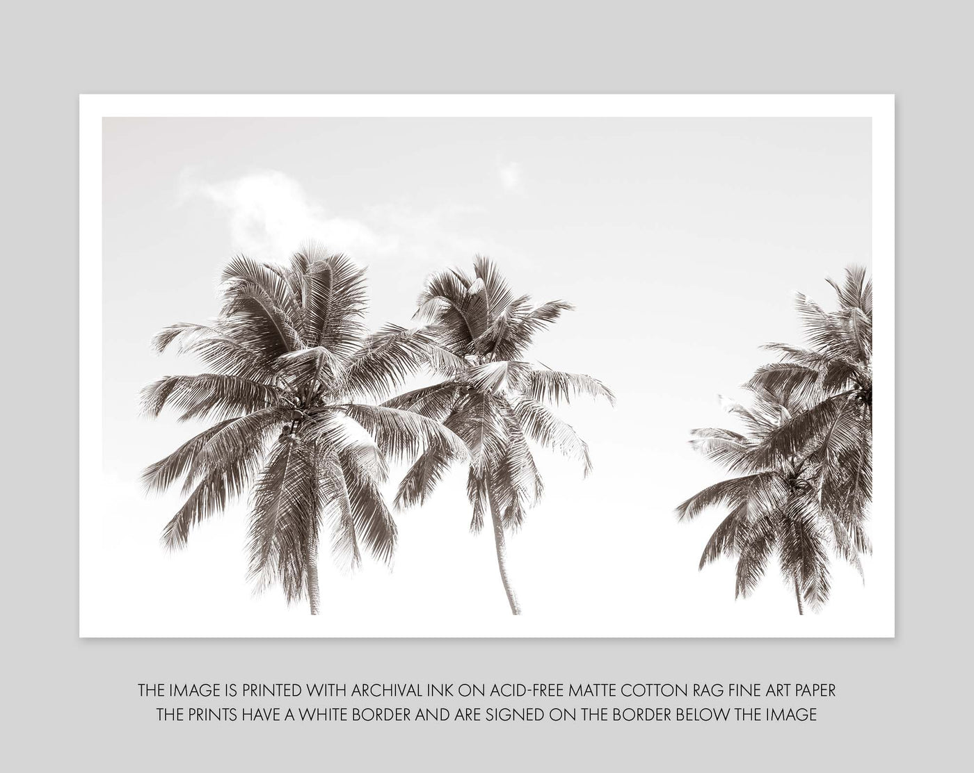 Palm Trees – Black and white fine art print by Cattie Coyle Photography